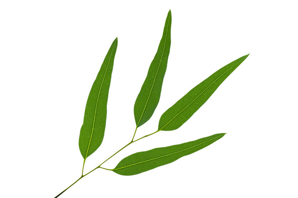 Eucalyptus listy na bílém pozadí. - Fotografie, Obrázek
