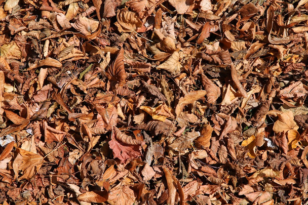 Dry leaves - Фото, изображение