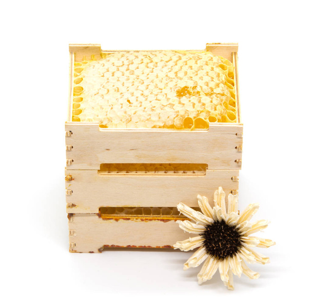 Honeycombs puurunko kukka valkoisella pohjalla
 - Valokuva, kuva