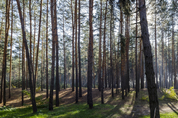 Foresta di conifere di autunno di prima mattina in una foschia nebbiosa
 - Foto, immagini