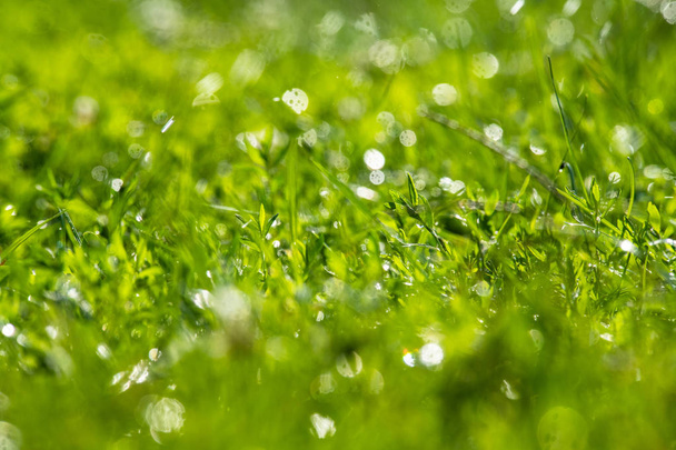 Green grass under water drops sun day light close - Foto, Imagen