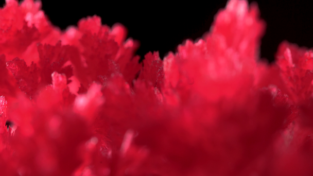 Beautiful red crystals appeared as a result of a home experience with chemicals. The crystallization process took place under normal conditions. Simple chemical experiments. - Footage, Video