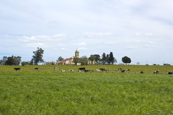 Manada de vacas descansando em pampas
. - Foto, Imagem