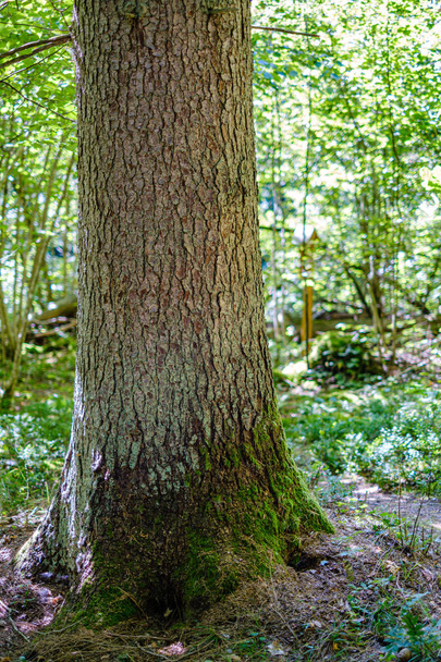 vieux troncs d'arbres secs cassés et piétinements dans la forêt
  - Photo, image