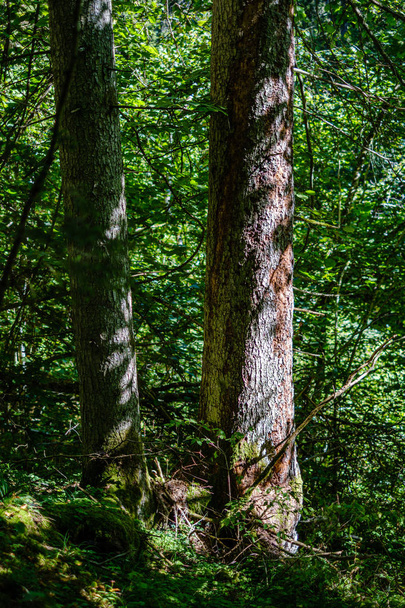 velhos troncos de árvores quebradas secas e pisos na floresta
  - Foto, Imagem