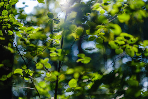 grünes frisches Laub. Baumblatt im Sommertag im Sonnenlicht. abstra - Foto, Bild