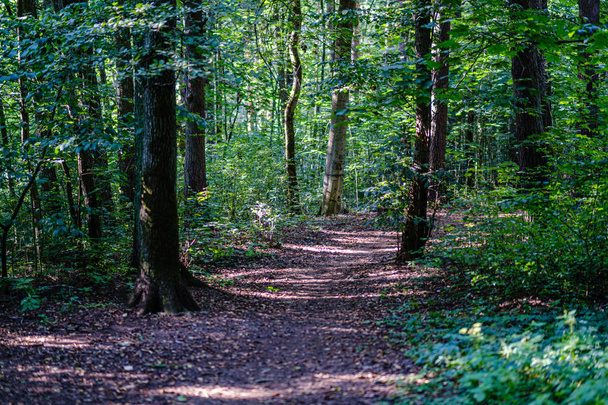 волнистая гравийная дорога в зеленом летнем лесу
 - Фото, изображение