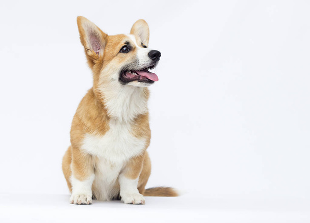 Welsh Corgi puppy in full growth on a white background - Foto, Imagen