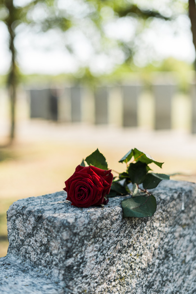 rosa roja aromática sobre tumba de hormigón en cementerio
  - Foto, Imagen