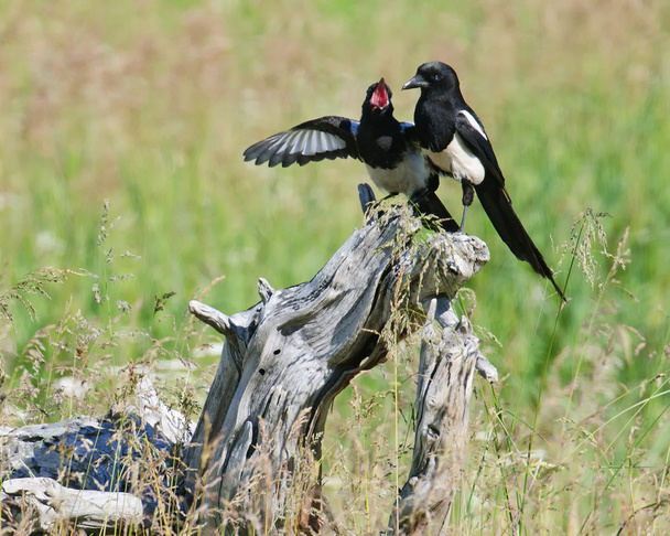 Magpies on Tree Stump - Photo, Image