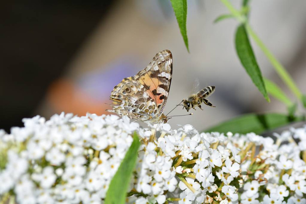 Dipinta Signora con un'ape volante su lilla bianca estiva in natura
 - Foto, immagini