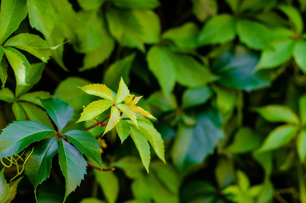 Parthenocissus quinquefolia, connu sous le nom de Virginia creeper, Victoria creeper, lierre à cinq feuilles ou à cinq doigts, est une espèce de plante de la famille des Vitaceae.. - Photo, image