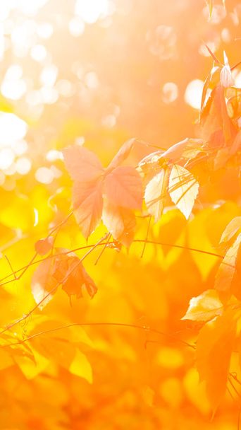 Herbstblätter in der Sonne. bunte Blätter von wilden Trauben. rote Blätter an einem Weinstock. Breitbild - Foto, Bild