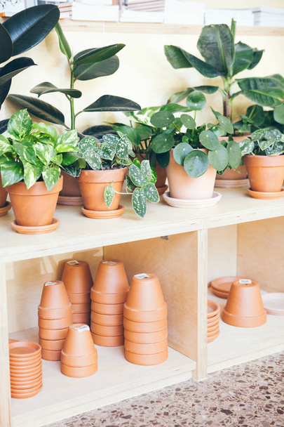 Plantenwinkel/markt. Veel verschillende soorten pot met planten te koop op de houten standaard en lege keramische potten. Natuurlijk licht - Foto, afbeelding