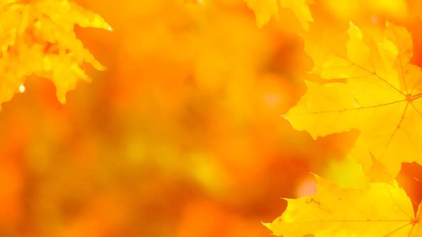 Orangefarbene Ahornblätter auf verschwommenem Hintergrund. Orangenblätter an einem Baum. Goldene Blätter im Herbstpark. Breitbild - Foto, Bild