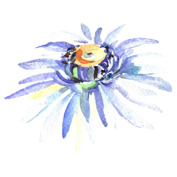 Daisy floral botanical flowers. Watercolor background illustration set. Isolated daisy illustration element. - Foto, imagen