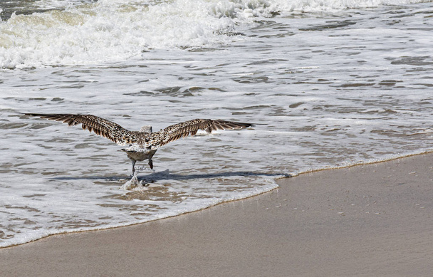 Γλάρος που τρέχει στην άκρη της ακτής του ωκεανού Απογειώστε να πετάξει - Φωτογραφία, εικόνα
