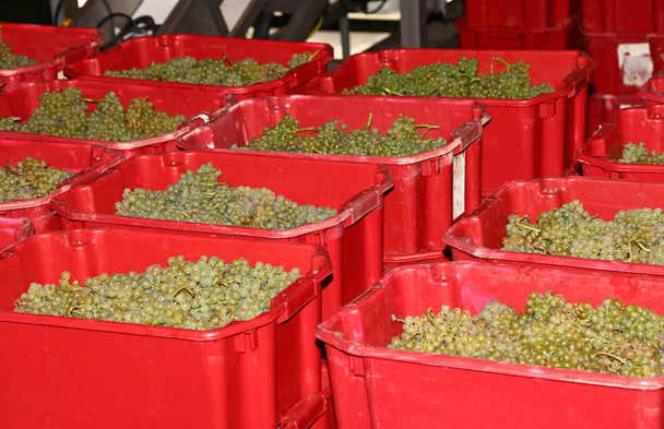 Зрізані пучки білого винограду в червоних пластикових коробках
 - Фото, зображення
