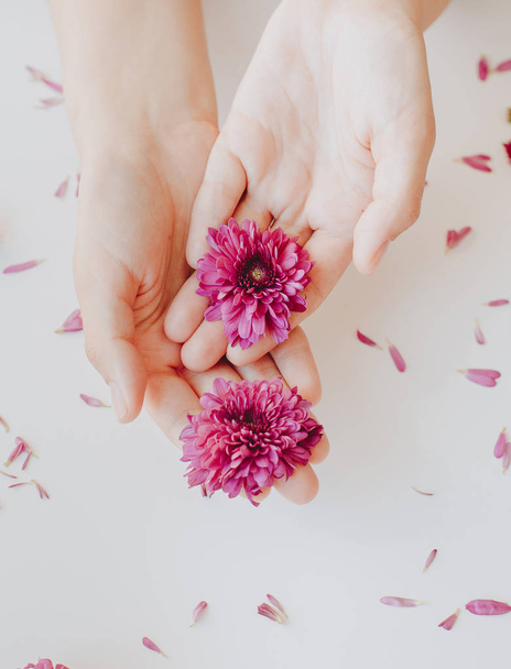 Close up photo of female hands with deep pink  flowers on white  - Foto, Bild