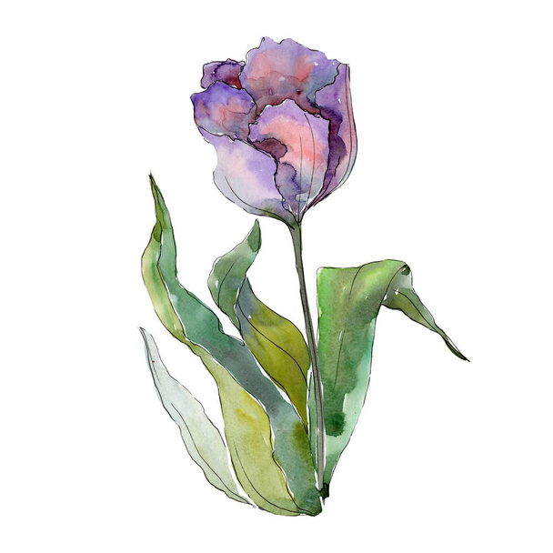 Paarse Tulip Floral botanische bloemen. Aquarel achtergrond illustratie instellen. Geïsoleerde tulpen illustratie element. - Foto, afbeelding