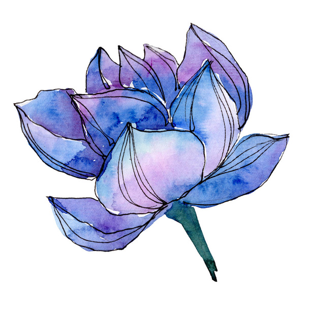 Niebieski Lotos kwiatowy kwiatów botanicznych. Akwarela zestaw ilustracji tła. Element ilustrowany lotosu na białym tle. - Zdjęcie, obraz