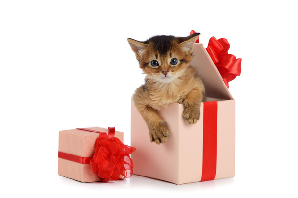 白い背景で隔離プレゼント ボックスでソマリア子猫かわいい - 写真・画像