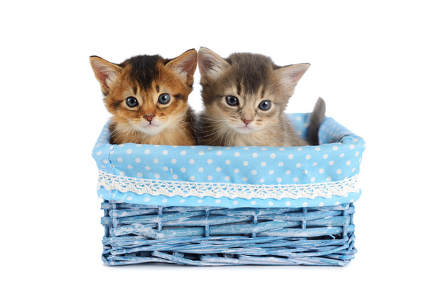 Two cute somali kittens isolated on white background - Photo, Image