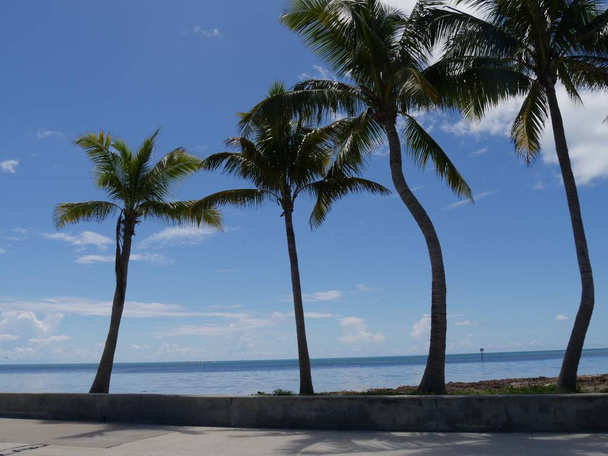 Sor kókusz fák növekvő mentén tengerparti úton Floridában. - Fotó, kép
