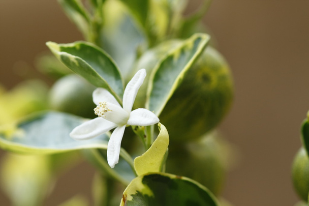 Fleur blanche
 - Photo, image