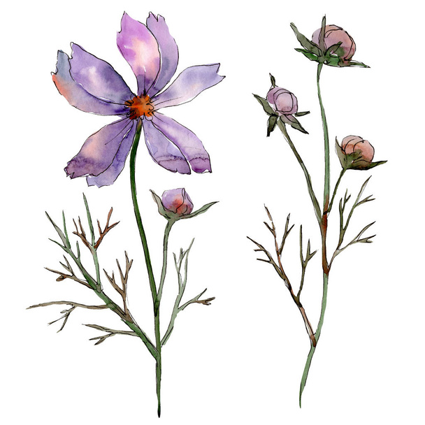 Cosmos flor flores botânicas florais. Conjunto de ilustração de fundo aquarela. Isolado elemento ilustração flor
. - Foto, Imagem