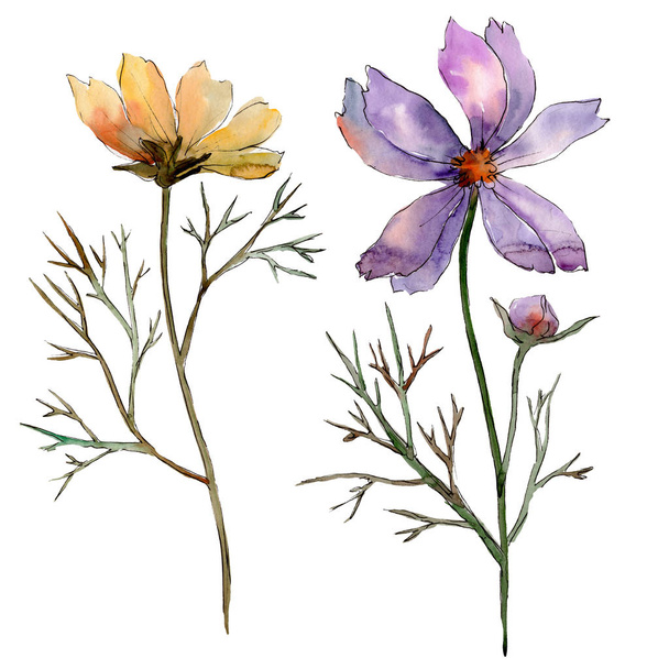 Cosmos flower floral botanical flowers. Watercolor background illustration set. Isolated flower illustration element. - Photo, Image