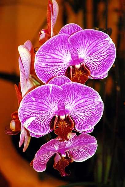 Bloomed phalaenopsis - Photo, Image