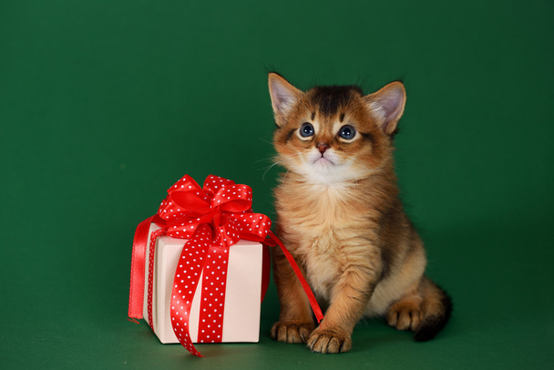 Cute somali kitten sitting near a present box on green background - Photo, Image