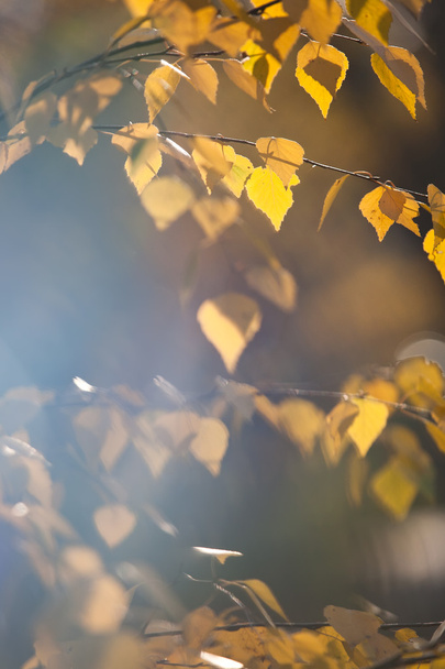 Bright autumn foliage - Photo, image