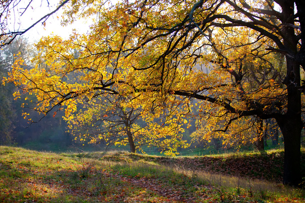 sonbahar ağaçlar - Fotoğraf, Görsel