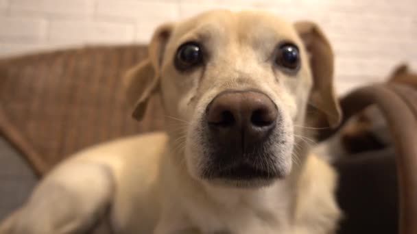 Милий маленький собака вдома, дивлячись на камеру
  - Кадри, відео
