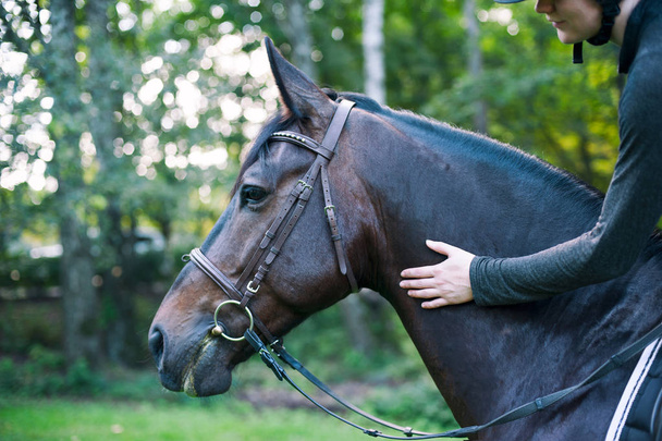 Lovashölgy keze simogatta sötét ló nyakát - Fotó, kép