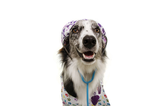 Border Collie hond gekleed als diergeneeskundig dragen stethoscoop en  - Foto, afbeelding