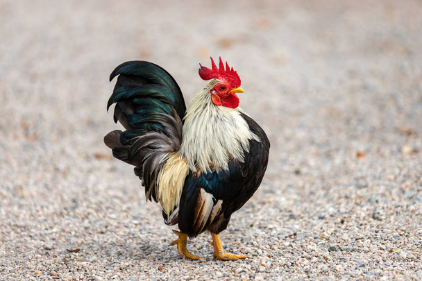 Full body of small domestic Old English Game bantam on the farm - Photo, Image