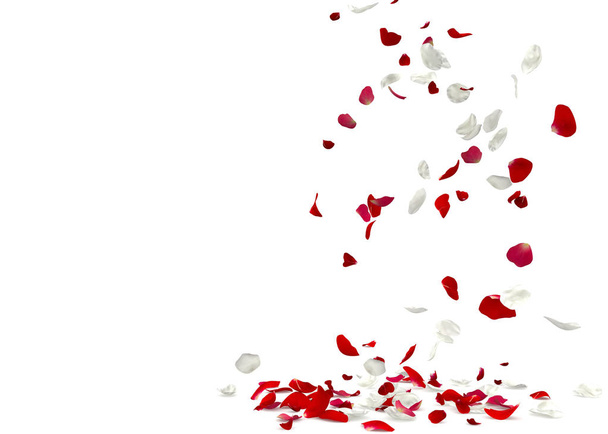 Pétalos de rosa rojos y blancos caen al suelo. Ilustración 3D
 - Foto, Imagen