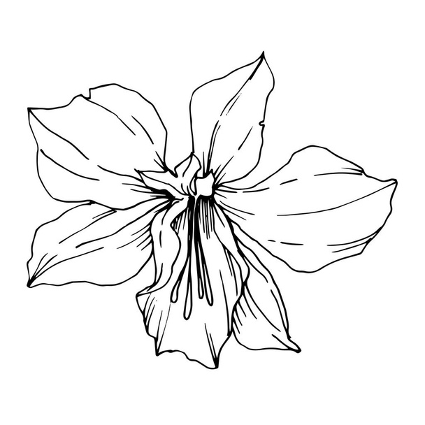 ベクトル熱帯の花と葉が孤立しています。黒と白の彫刻インクアート。分離プラントイラスト要素. - ベクター画像