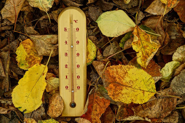 Деревянный термометр на сухих осенних листьях
 - Фото, изображение