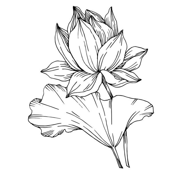Vector Lotus kwiatowy kwiatów botanicznych. Czarno-biała grawerowana sztuka atramentu. Element ilustrowany lotosu na białym tle. - Wektor, obraz