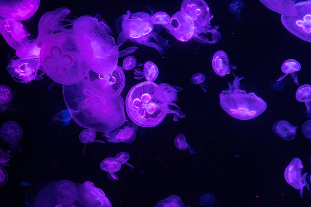 Grupo de medusas azul claro. Fondo marino
. - Foto, Imagen