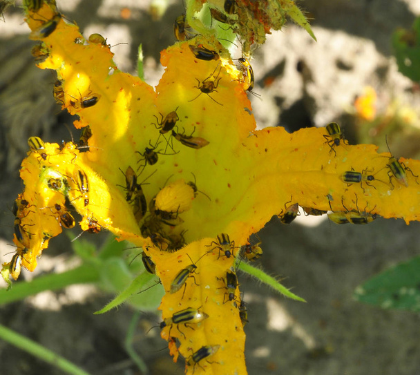 Su un fiore di zucchina scarabeo di grano occidentale
 - Foto, immagini