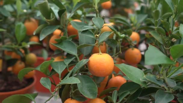 I piccoli alberi di agrumi coltivati in una serra e che abitano molti agrumi arancioni su rami tra foglie verdi lo chiamano agrumi Yuzu
. - Filmati, video
