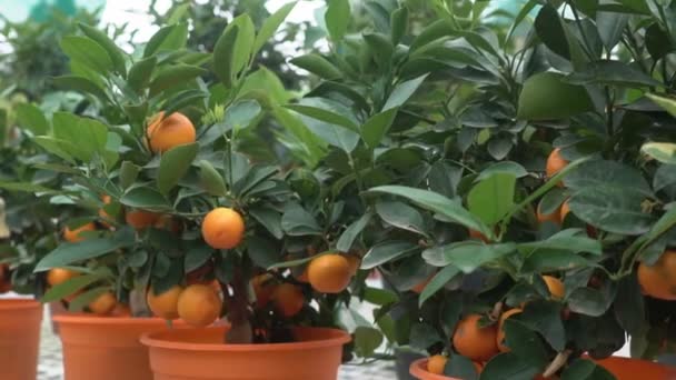 Μικρά εσπεριδοειδή που καλλιεργούνται σε ένα θερμοκήπιο και κατοικούν σε πολλά πορτοκαλί εσπεριδοειδή σε κλαδιά μεταξύ πράσινων φύλλων το αποκαλούν εσπεριδοειδή Yuzu. - Πλάνα, βίντεο