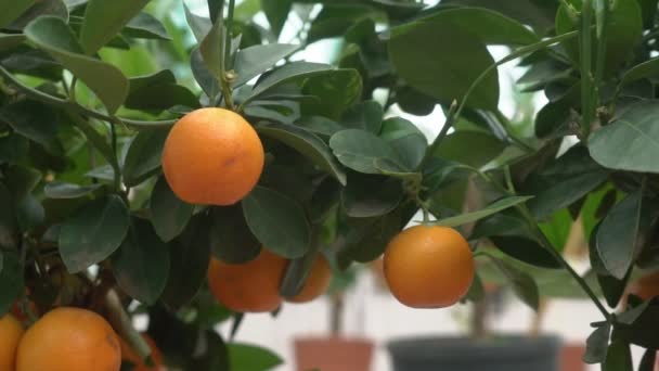 Pequeños cítricos cultivados en un invernadero y habitando muchos cítricos naranjas en ramas entre hojas verdes lo llaman cítricos Yuzu
. - Metraje, vídeo