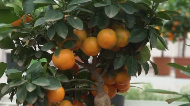 Kleine citrusbomen geteeld in een kas en bewonen veel sinaasappel citrusvruchten op takken onder groene bladeren noemen het Yuzu Citrus. - Video