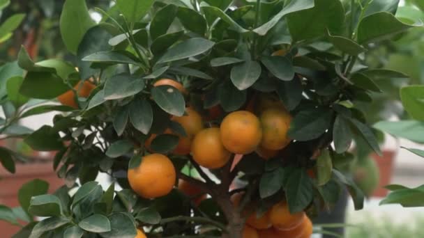 Small citrus trees grown in a greenhouse and inhabiting many orange citrus fruits on branches among green leaves call it Yuzu citrus. - Footage, Video